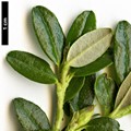 SpeciesSub: subsp. riparium